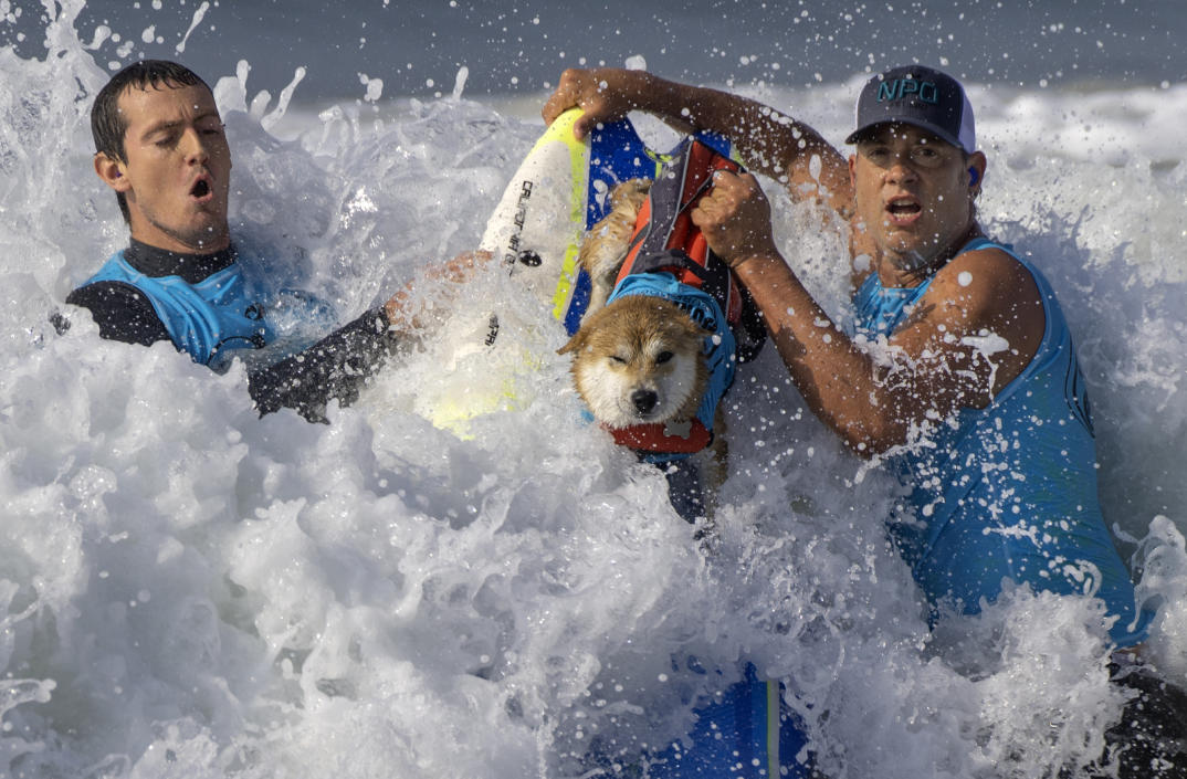 shiba-inus-or-squids?-crypto-investors-ride-latest-craze,-fanning-bubble-debate